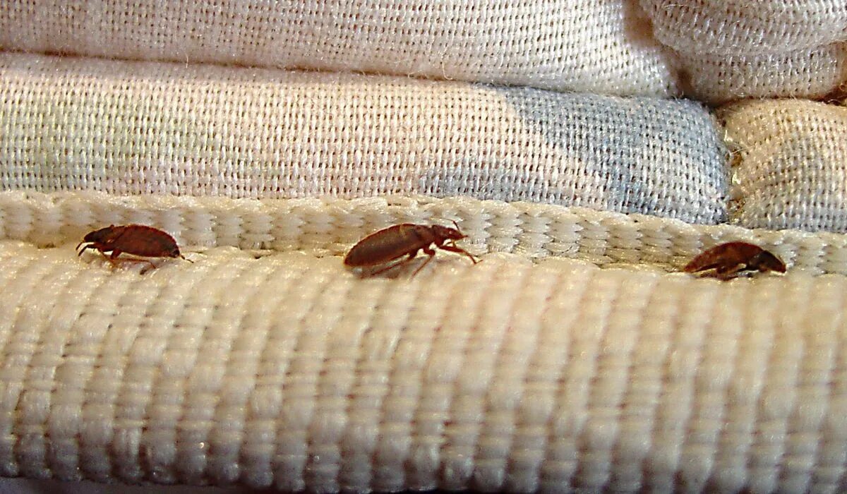 Платяной клоп фото Bedbugs an increasing concern at DNC hotels - Washington Times