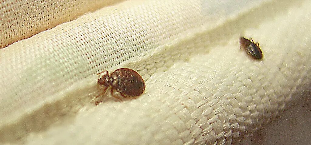 Платяной клоп фото Дезинсекция в Усинске: 67 дезинфекторов с отзывами и ценами на Яндекс Услугах.