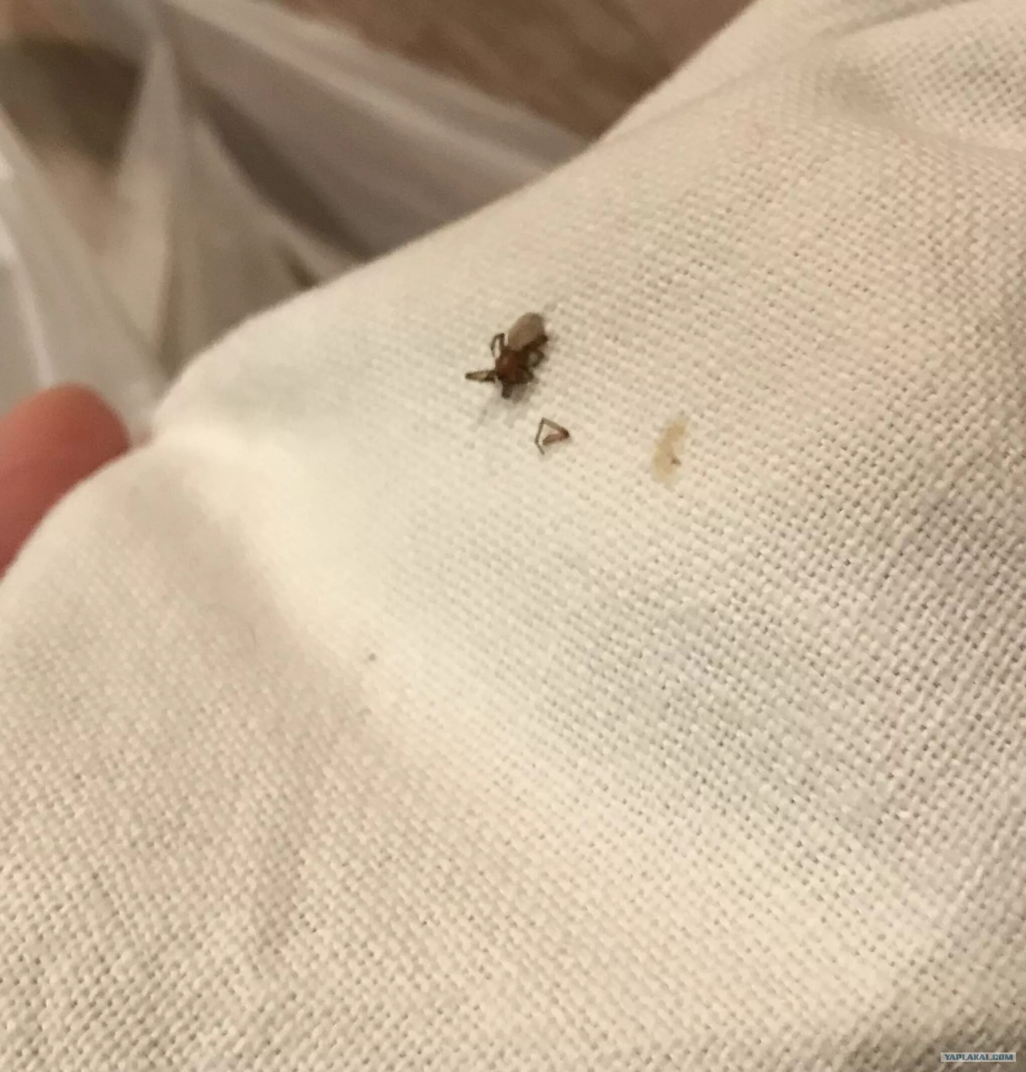 Платяной клоп фото Как я боролся с клопами - ЯПлакалъ