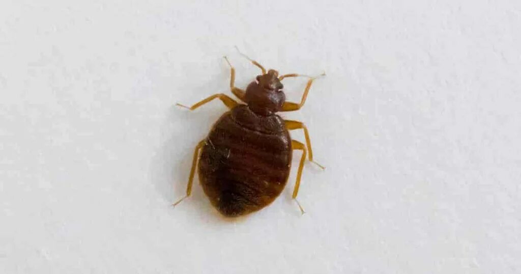 Платяной клоп фото How Effective Is Cedar Oil For Bedbugs? - OhSimply.com Cedar oil, Bed bugs, Ceda