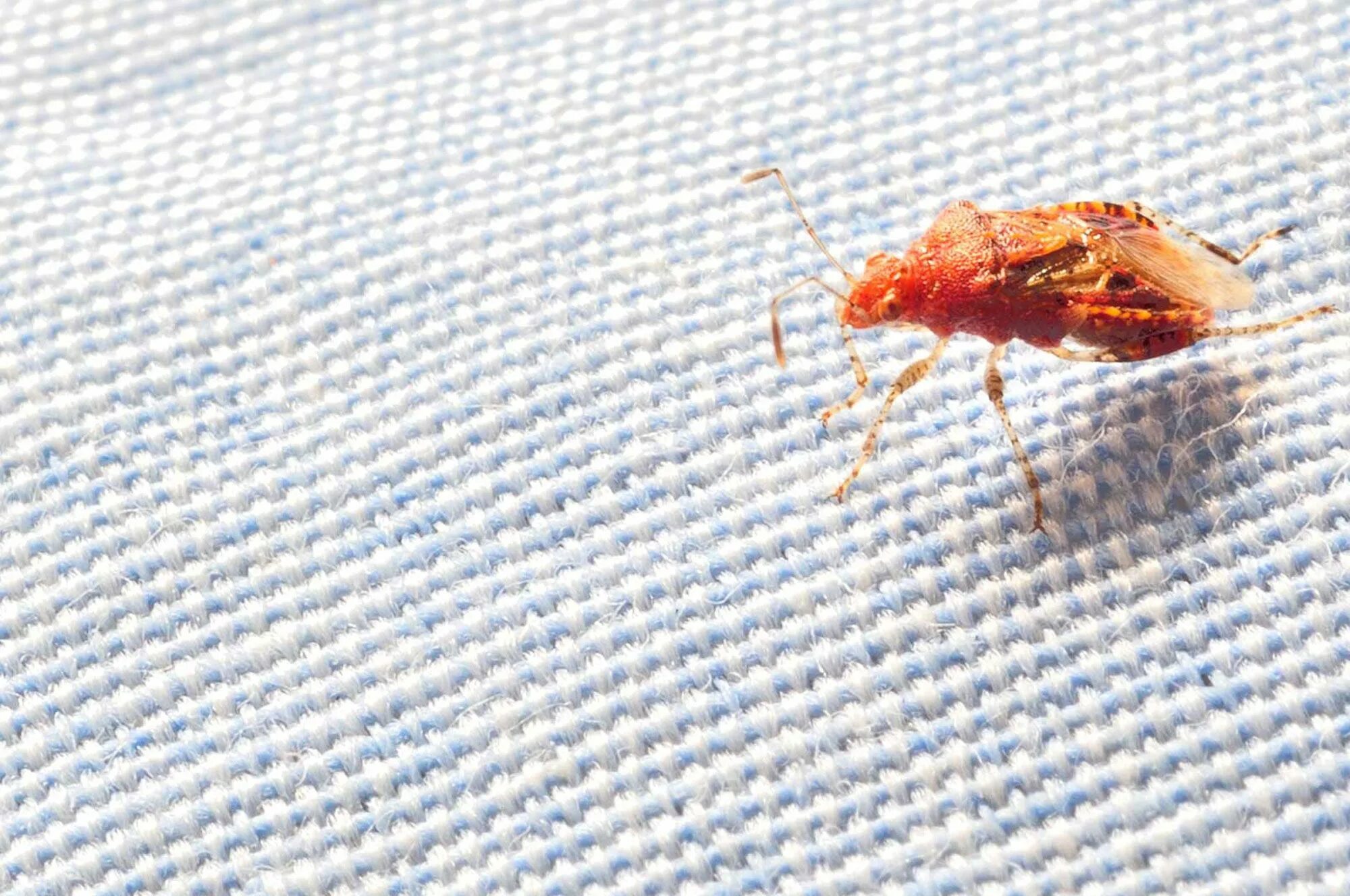 Платяной клоп фото DEBUNK THE COMMON MYTHS ABOUT PEST CONTROL SERVICES Puce de lit, Punaises de lit