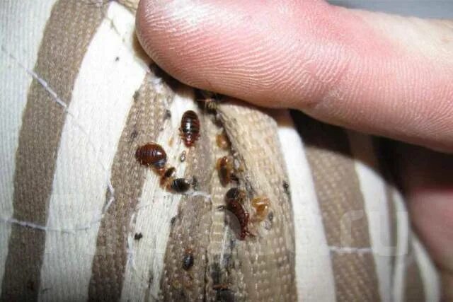 Платяной клоп фото Уничтожение клопов. Обработка мягкой мебели, работаем на результат во Владивосто
