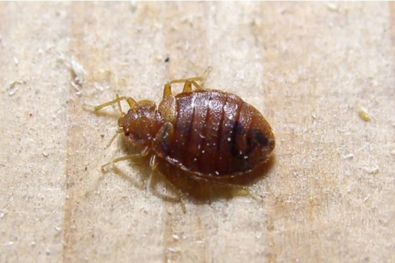 Платяной клоп фото Маленький клоп фото постельного