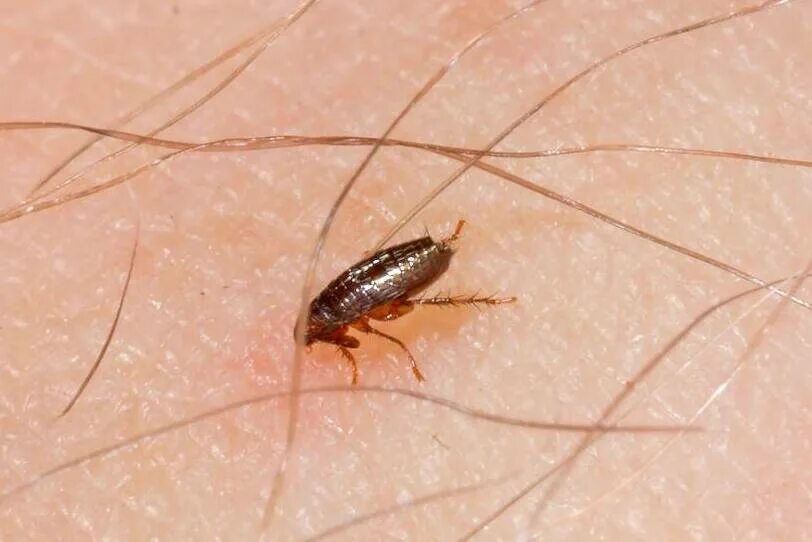 Платяные блохи укусы фото Обработка от блох СПБ. Уничтожение блох в квартире.