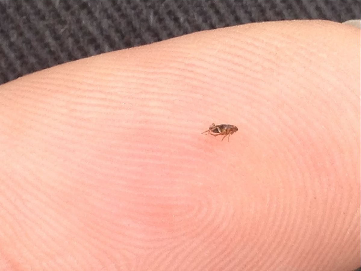 Платяные блохи укусы фото Обработка от клещей в Чистополе: 76 дезинфекторов с отзывами и ценами на Яндекс 