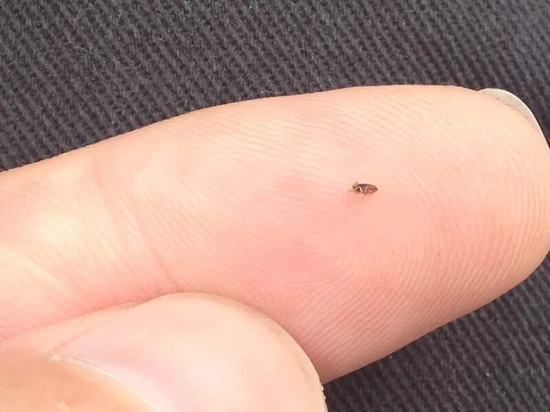 Платяные блохи укусы фото Домашние блохи в квартире: внешний вид, питание, размножение, где искать, профил