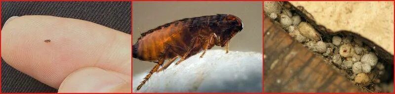 Платяные блохи укусы фото 4 осложнения укусов песчаных блох, как избавиться и какими средствами