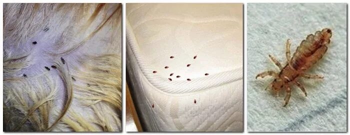Платяные блохи укусы фото Уничтожение блох в квартире Цены на услугу по уничтожению блох в Геленджике и Кр
