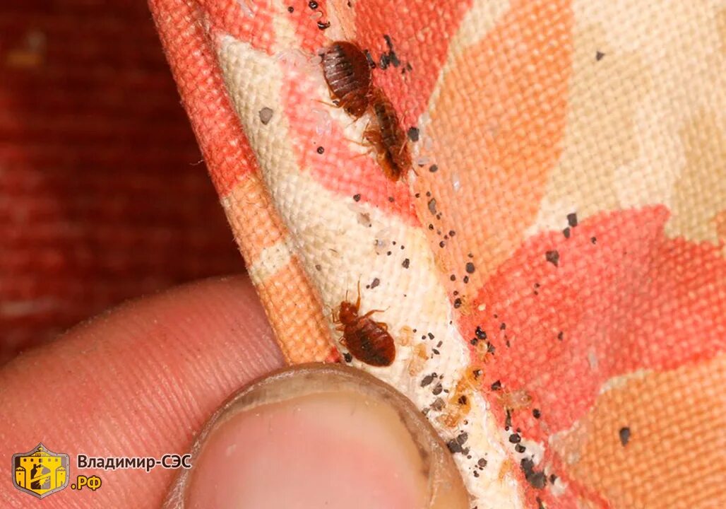 Платяные блохи укусы фото Фото постельных клопов крупным планом