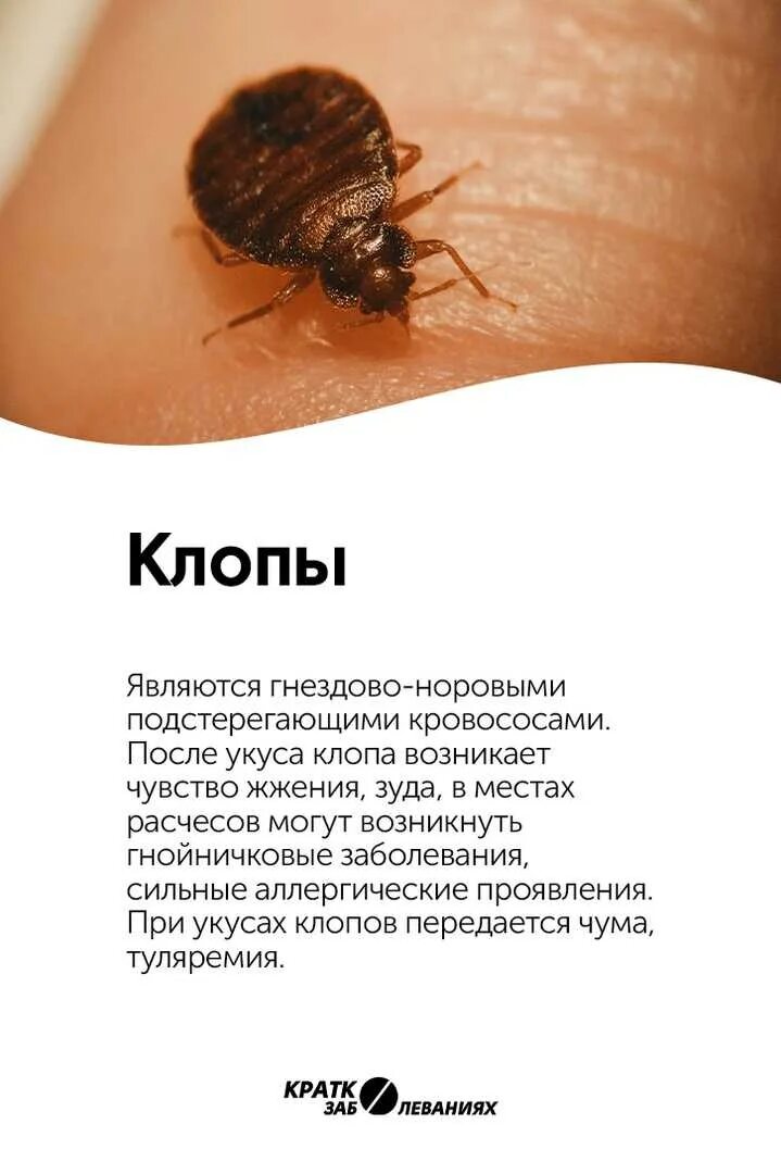 Платяные блохи укусы фото Укусы постельных клопов на теле человека. симптомы, отличия, лечение