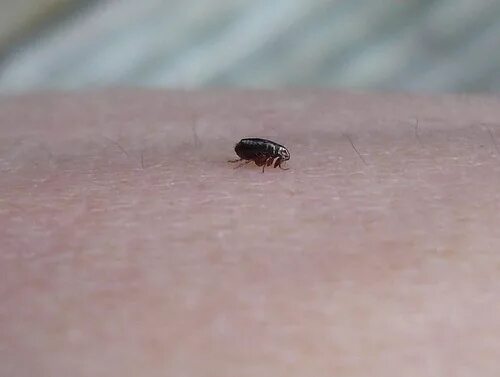 Платяные блохи укусы фото Укус насекомых