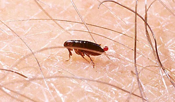 Платяные блохи укусы фото БЛОХА ᐈ Фото и описание ✔
