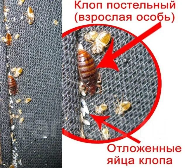 Платяные клопы как выглядят От клопов Супер" - 100 % результат! (Индия, без запаха), новый, в наличии. Цена: