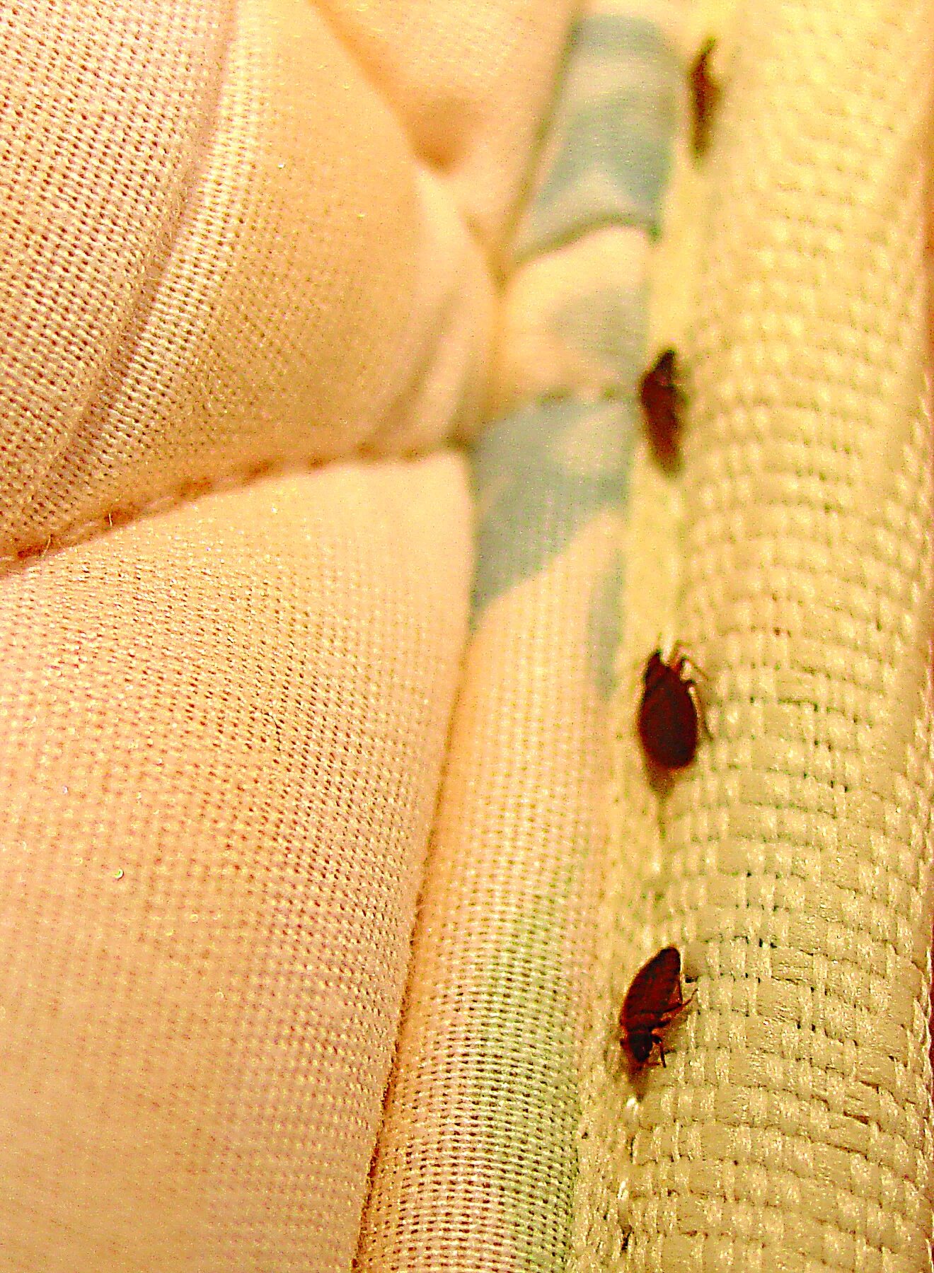 Платяные клопы как выглядят Как выглядят клопы в диване