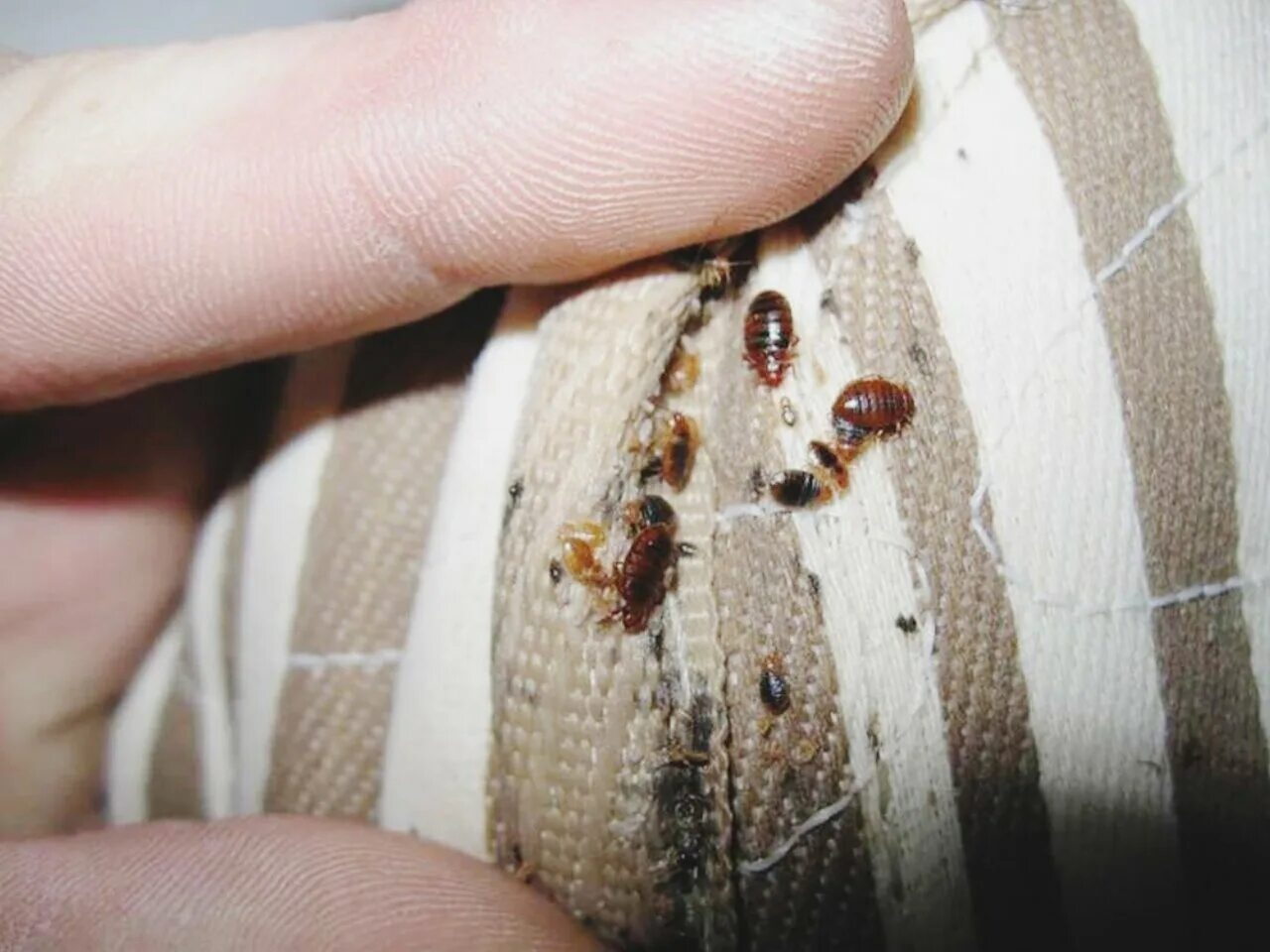 Платяные клопы как выглядят Замена препаратов в Княжьих Гор - Обеззараживание помещения - Разное: 1 дезинфек