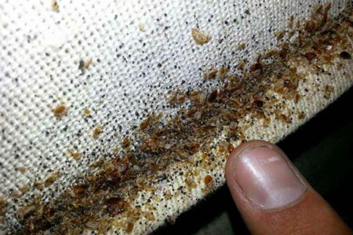 Платяные клопы как выглядят Дезинсекция, уничтожение тараканов и клопов - купить в Якутске, цена 1 234 руб.,