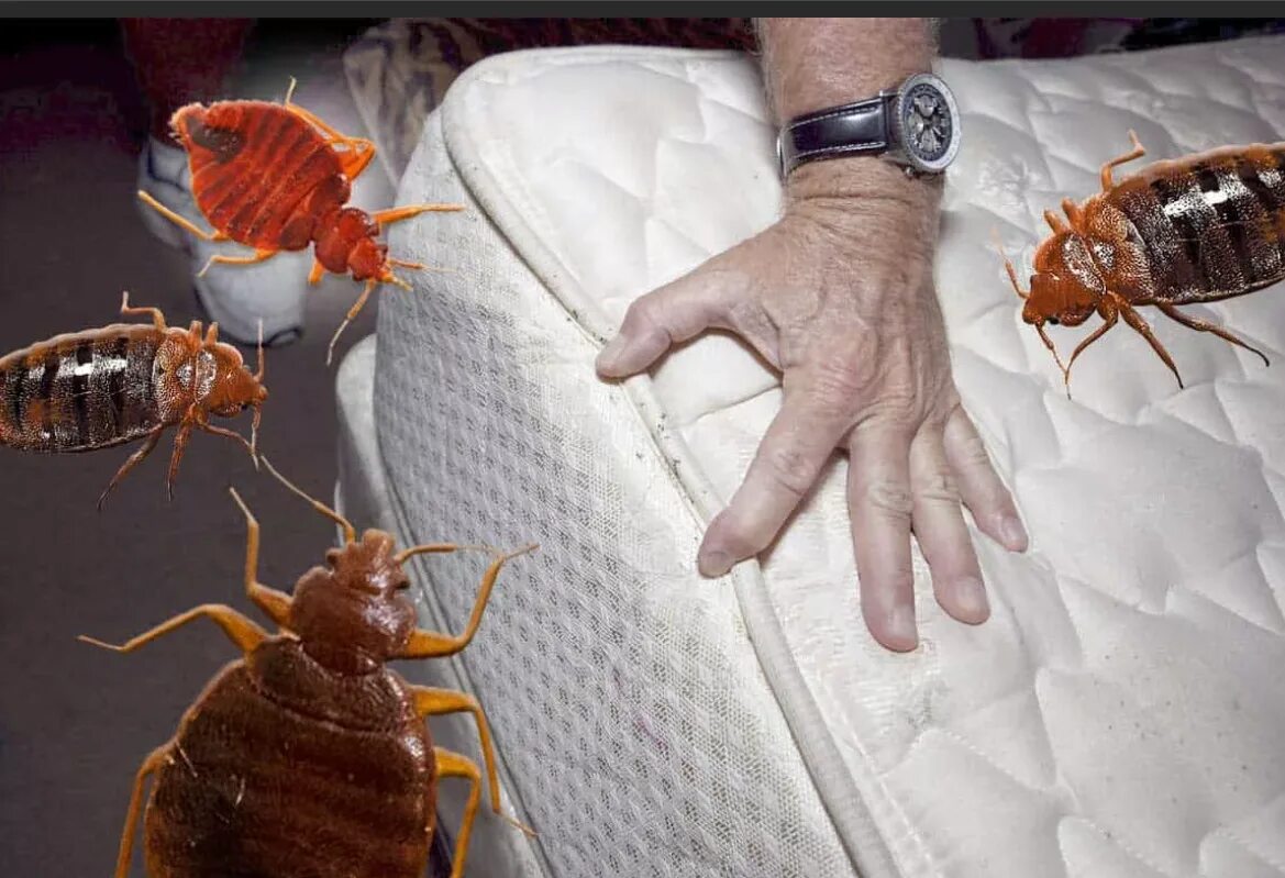 Платяные клопы как выглядят Картинки КЛОПЫ САНКТ ПЕТЕРБУРГ