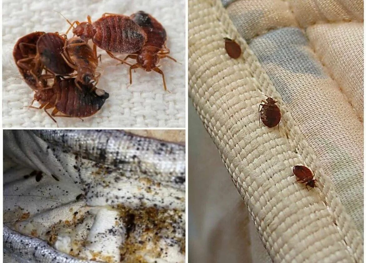 Платяные клопы как выглядят Есть ли в квартире клопы Санэпидемстанция Москвы (СЭС) - дезинфекция по низким ц