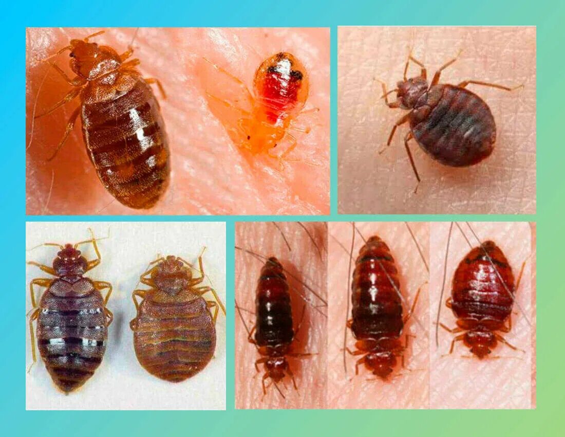 Платяные клопы как выглядят Кто такие постельные клопы?" - Яндекс Кью