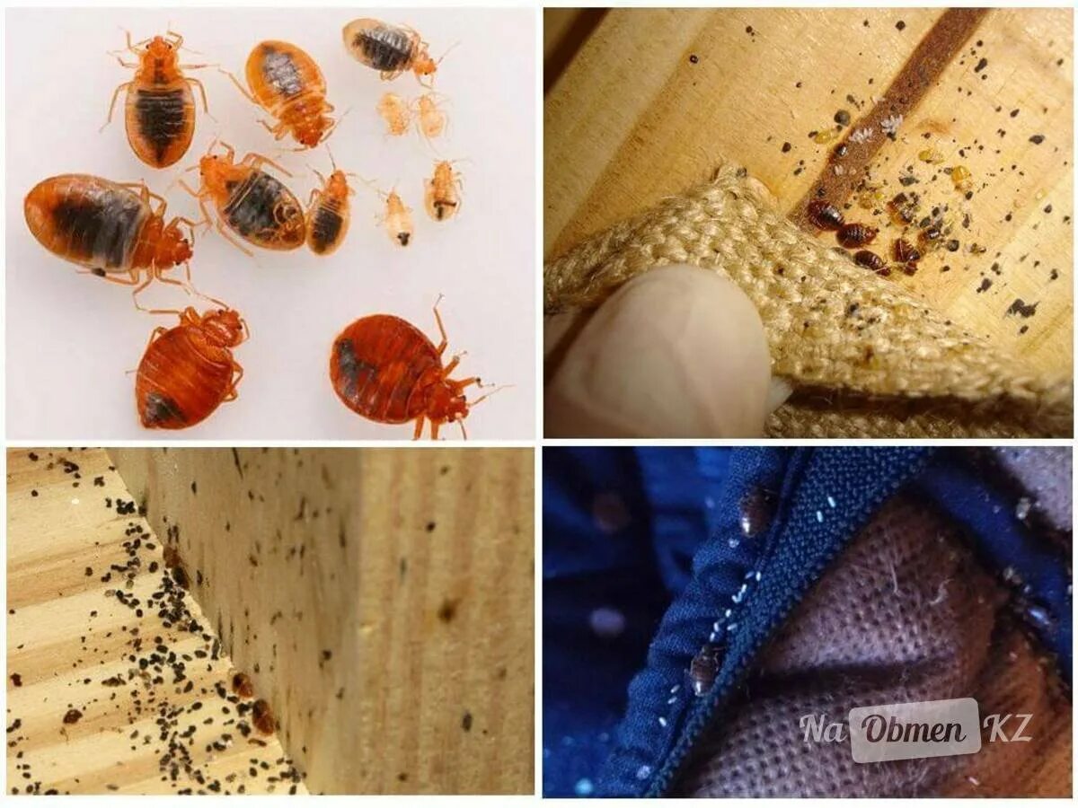 Платяные клопы как выглядят Клопы в квартире чем питаются