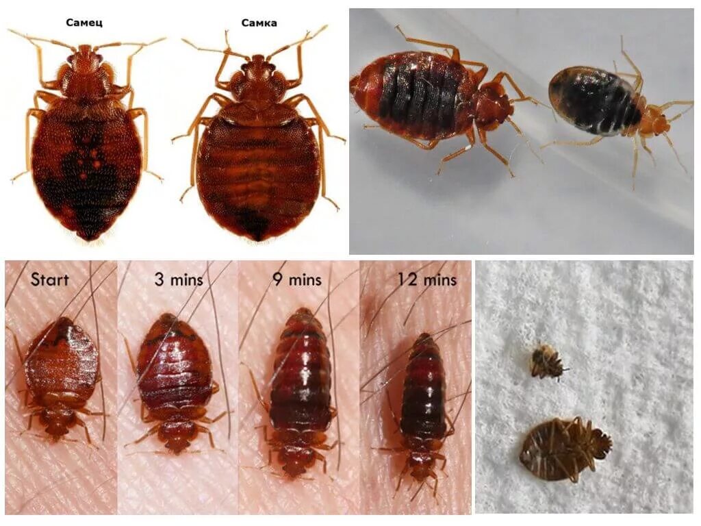 Платяные клопы как выглядят Как выглядят яйца клопов? Где искать личинки клопов