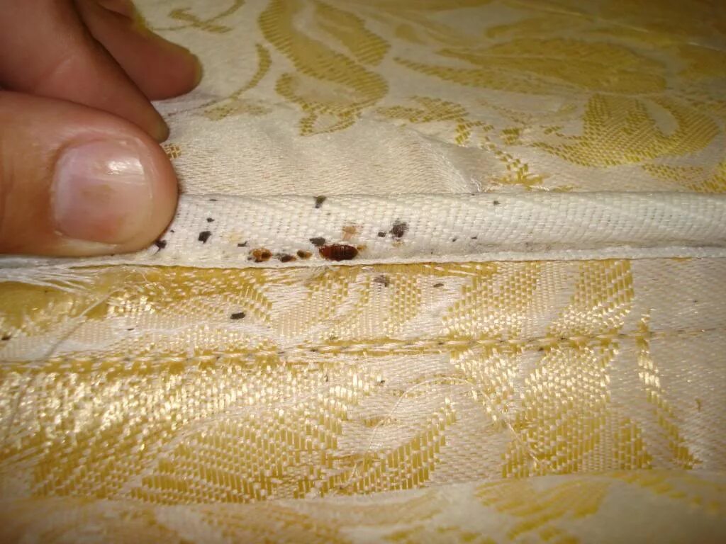 Платяные клопы как выглядят Horne’s Pest Control Offers Expertise in Bed Bug Removal
