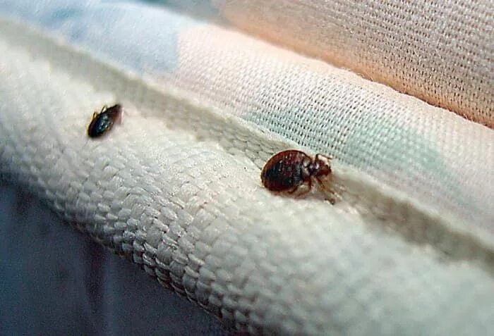 Платяные клопы как выглядят санпединстанция новосибирска Bed bugs, Bed bugs treatment, Bed bug bites