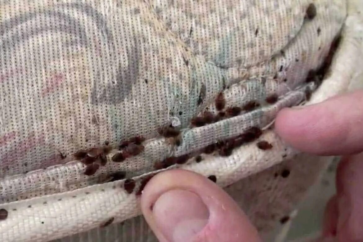 Платяные вши фото укусов Как французы переживают самое крупное нашествие клопов в Париже, и почему власти