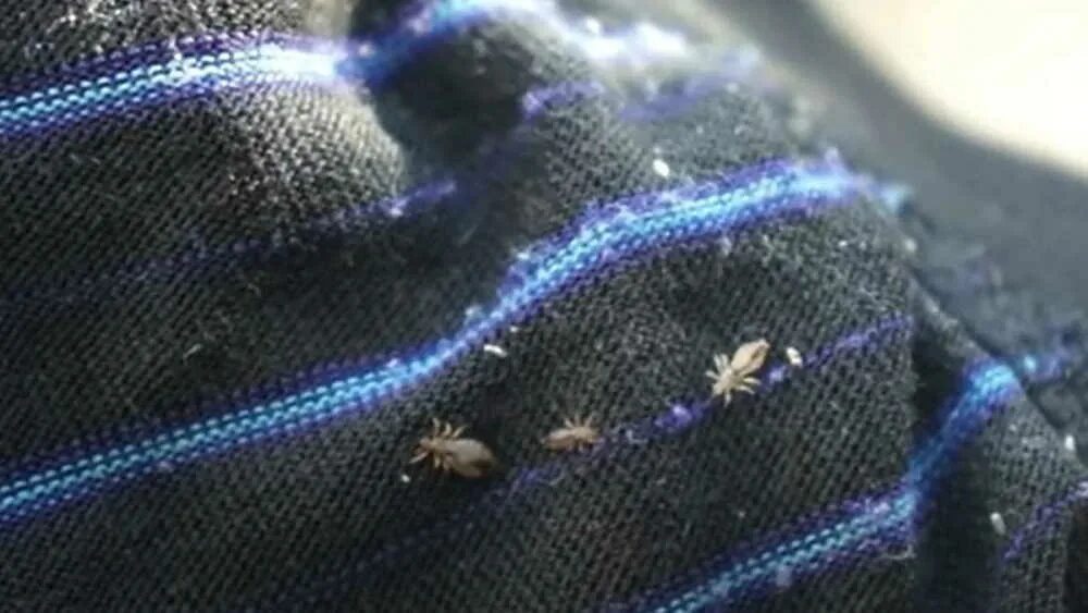 Платяные вши фото укусов Как выглядят бельевые вши - Без Тараканов