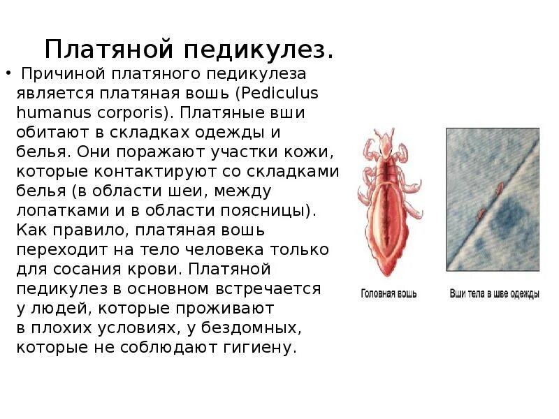 Платяные вши фото укусов Педикулёз