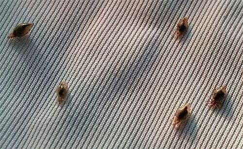 Платяные вши фото укусов Уничтожение бельевых вшей - обработка от вшей помещения (квартиры)