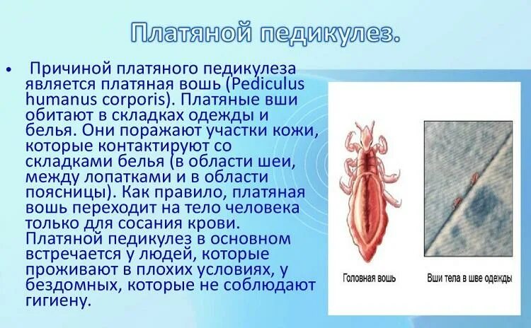 Платяные вши фото укусов Бельевые вши: описание паразитов, методы избавления