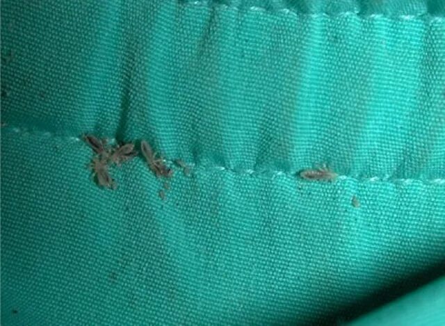 Платяные вши фото укусов Как выглядят бельевые вши и откуда они берутся