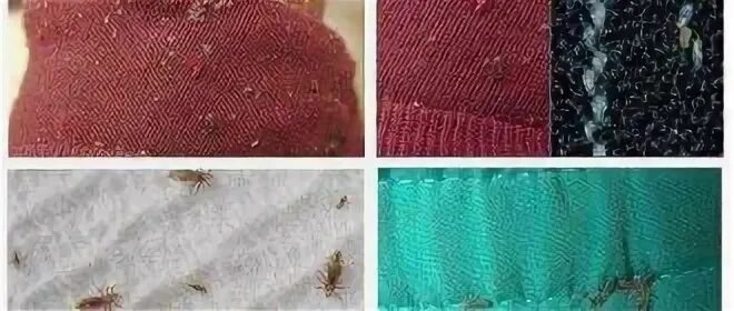 Платяные вши фото укусов Дезинфекция при педикулезе: обработка от вшей и гнид