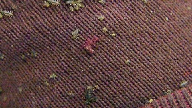 Платяные вши фото укусов Укусы бельевых вшей - как выглядят и и что с ними делать, как кусают другие вши?