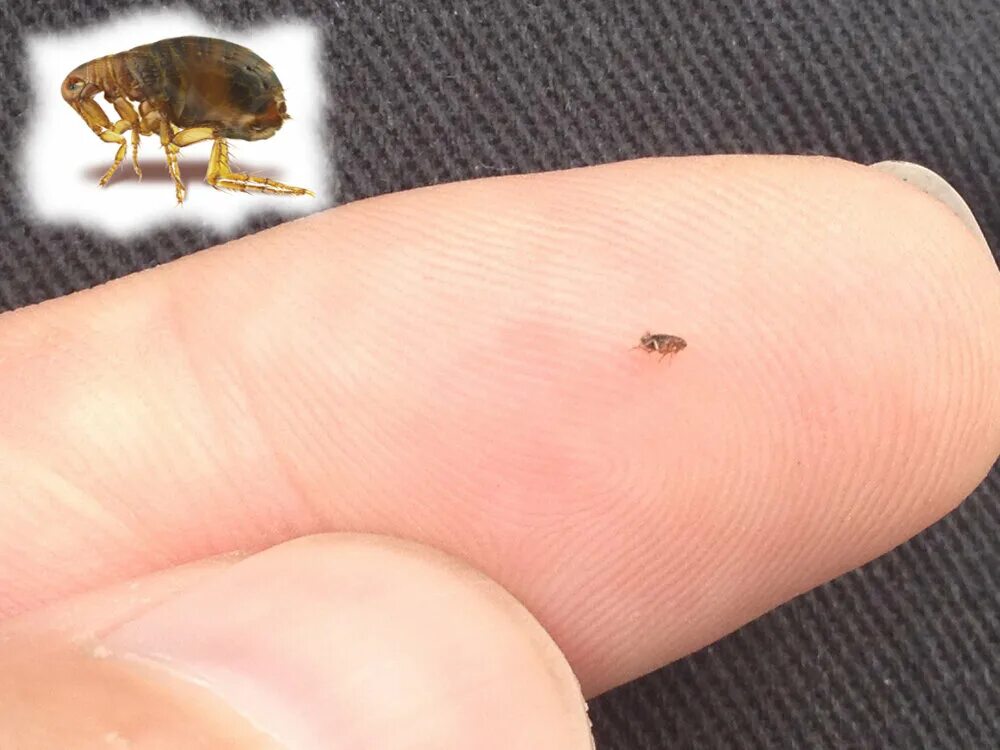 Платяные вши фото укусов на теле Зимнее нашествие насекомых: кто в вашем доме? Звериные истории: мир животных гла