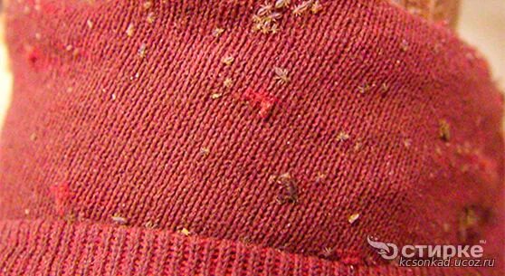 Платяные вши укусы на теле человека фото Архив материалов - ОГБУ "Кадыйский КЦСОН"