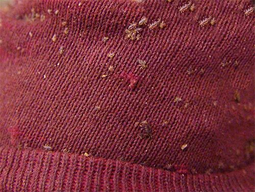 Платяные вши укусы на теле человека фото Ответы Mail.ru: Что за насекомые?