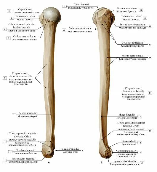 Плечевая кость фото анатомия Анатомия человека, Человеческое тело, Анатомия