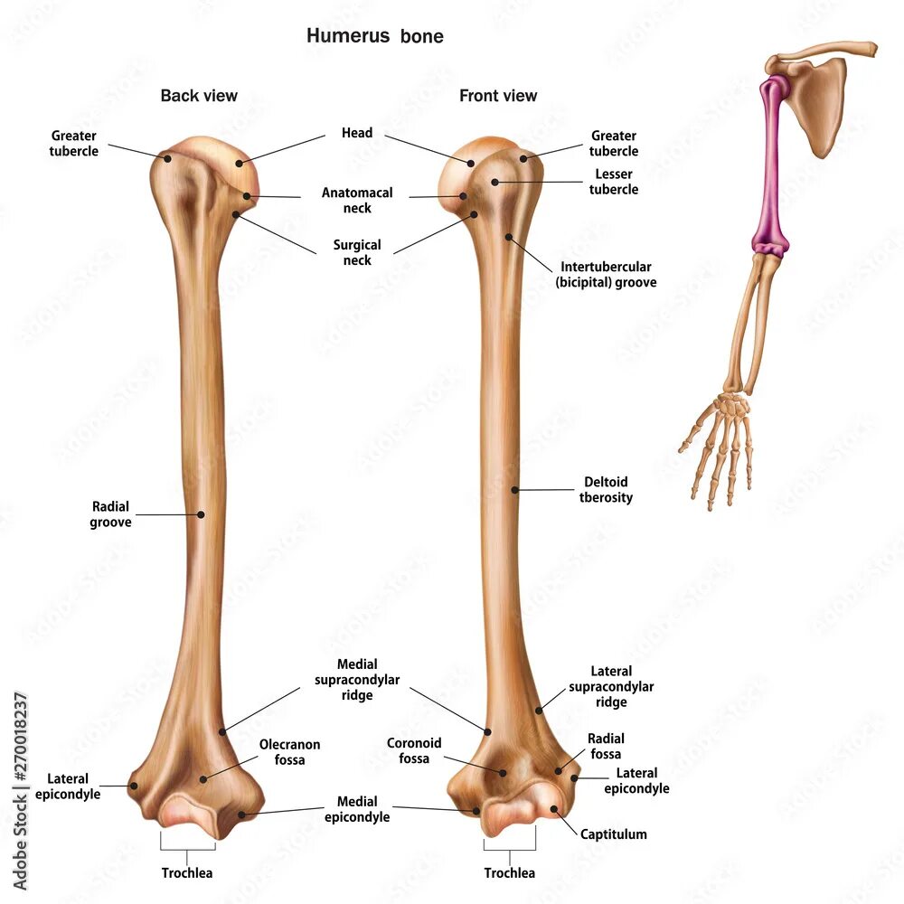 Плечевая кость фото анатомия Structure of the humerus bone with the name and description of all sites. Back a