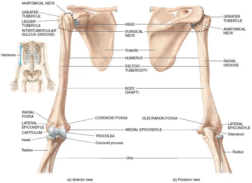 Плечевая кость фото анатомия Right humerus Body bones, Human skeleton anatomy, Rotator cuff tear