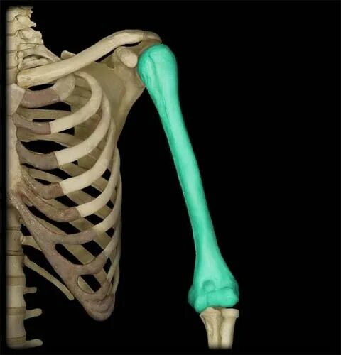 Плечевая кость фото на человеке upper extremity Anatomy and physiology, Skeletal system, Hand therapy