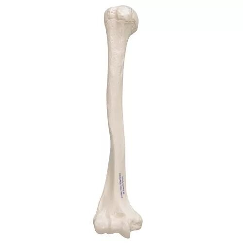 Плечевая кость фото на человеке Плечевая кость - 3B Smart Anatomy - 1019372 - A45/1 - Модели скелета руки и кист