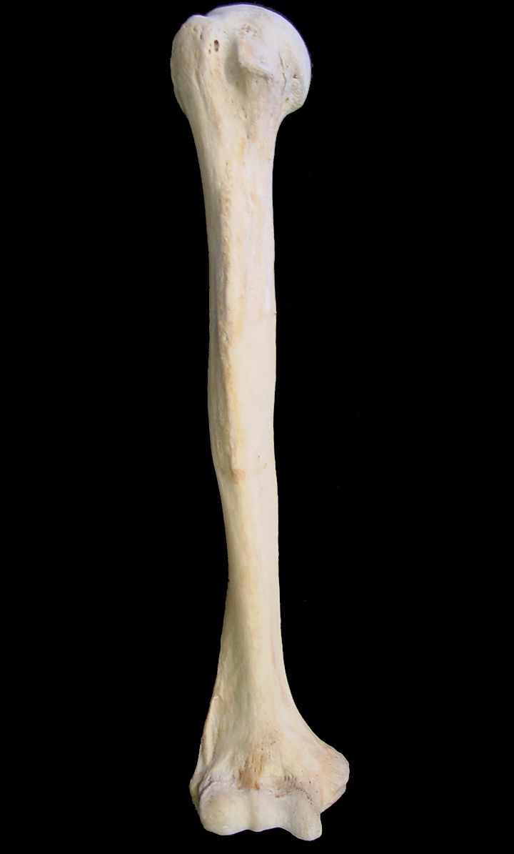 Плечевая кость фото на человеке pardon the pun, crack myself up. Human bones, Leg bones, Bones