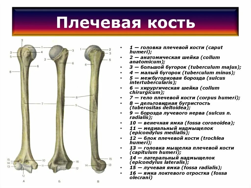 Плечевая кость фото на человеке Межбугорковой борозды