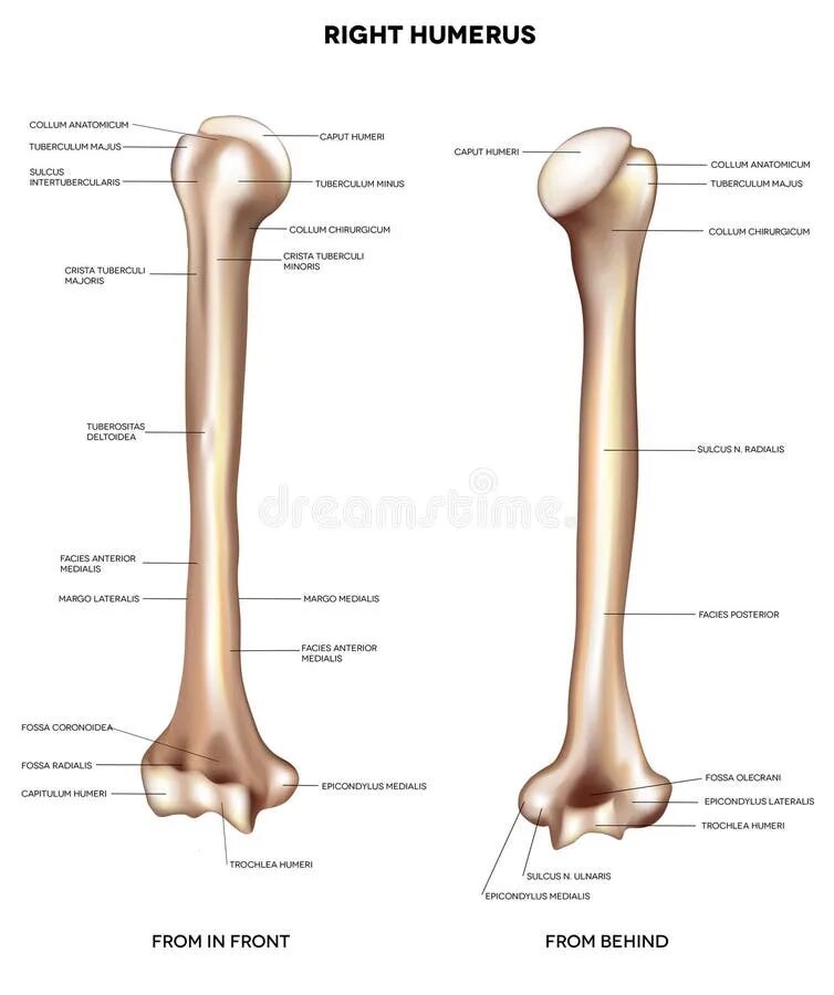 Плечевая кость фото на человеке The humerus stock illustration. Illustration of medicalbones - 101266008
