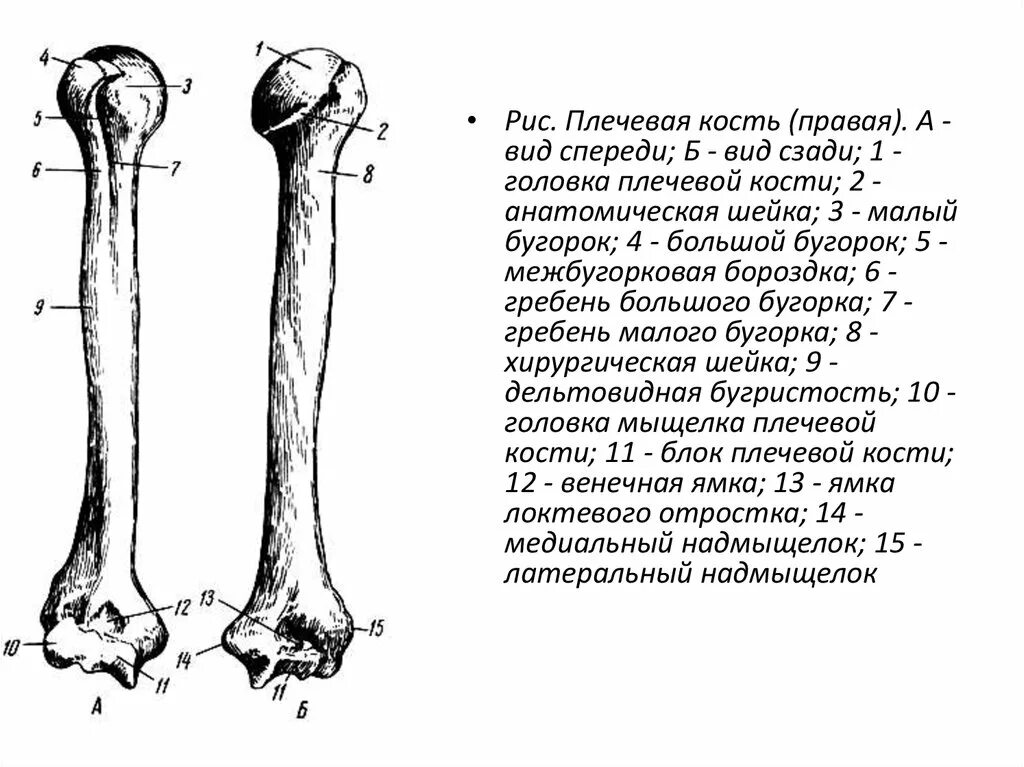 Плечевая кость где находится фото Схема строения плечевой кости