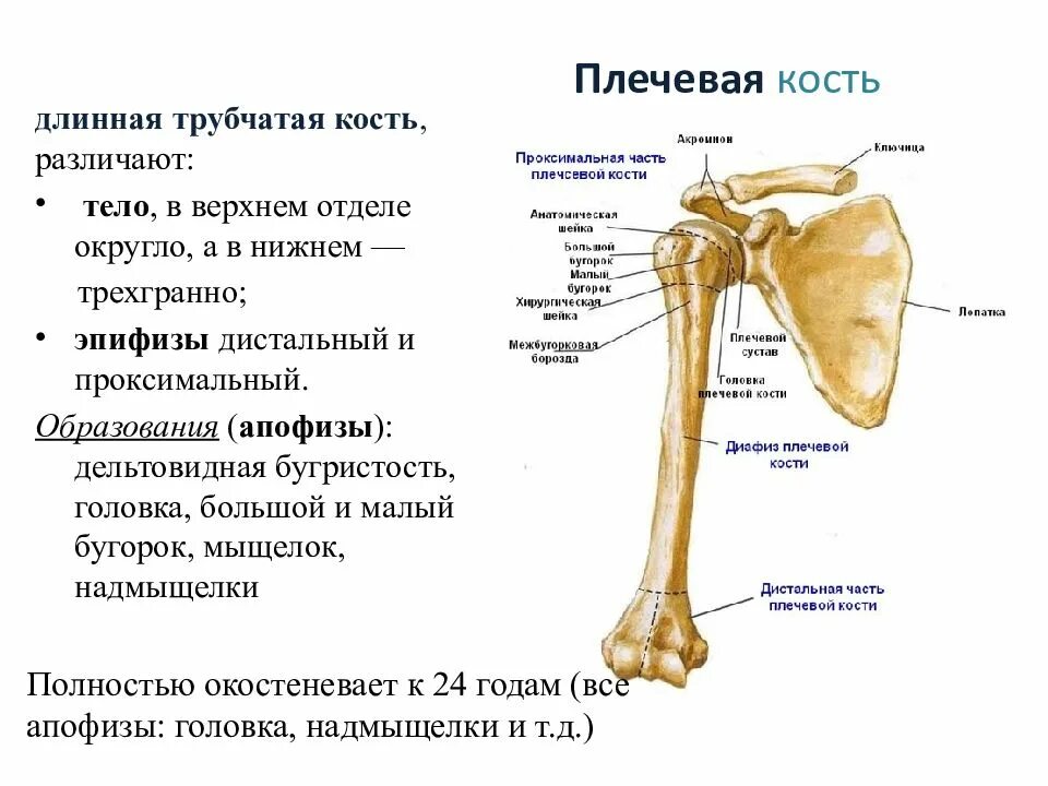 Плечевая кость где находится фото Картинки КОСТИ ЛЕВОГО ПЛЕЧА