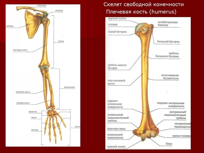 Плечевая кость где находится фото Плечевая кость на рисунке