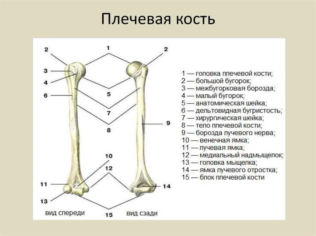 Плечевая кость где находится фото Размер плечевой кости: найдено 87 изображений